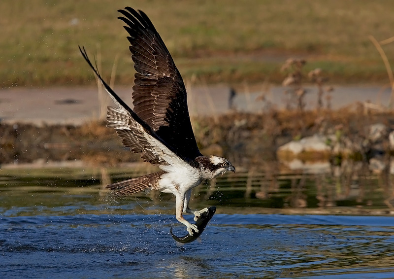 0I8Z6386-1.jpg