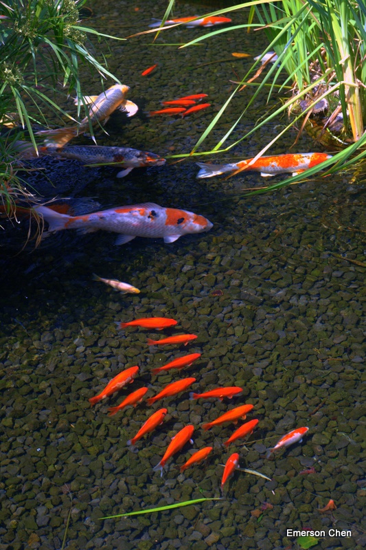 Fish2073.JPG