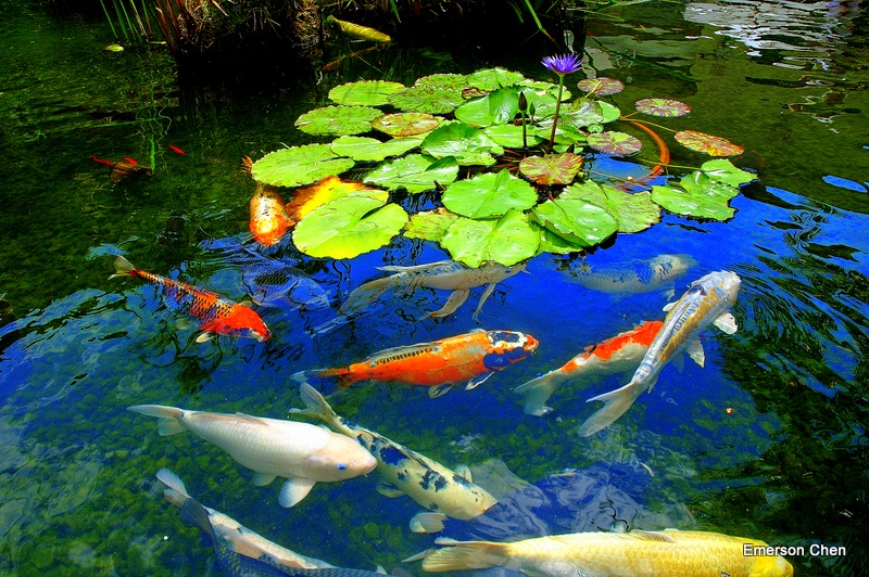 Fish&WaterLily1DSC_7192.JPG