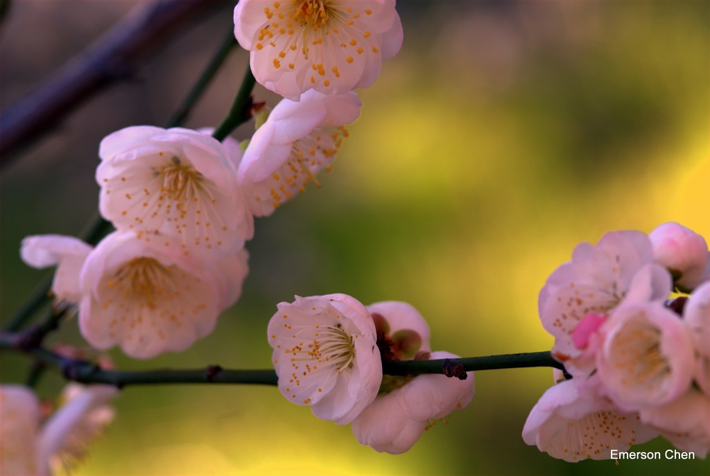 2009Plum-75.jpg