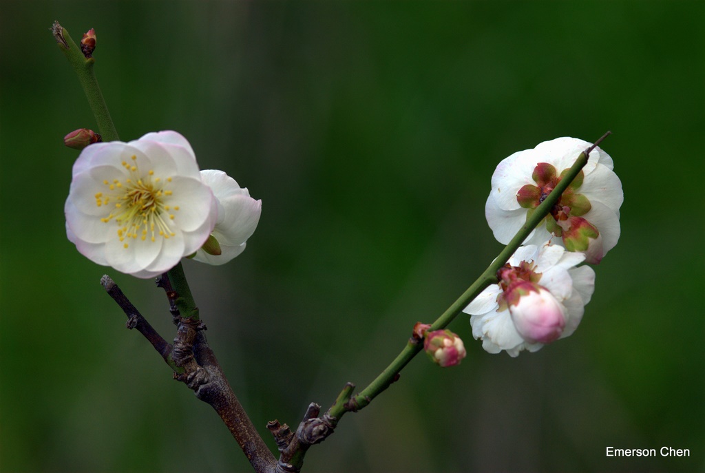 2009Plum-426.jpg