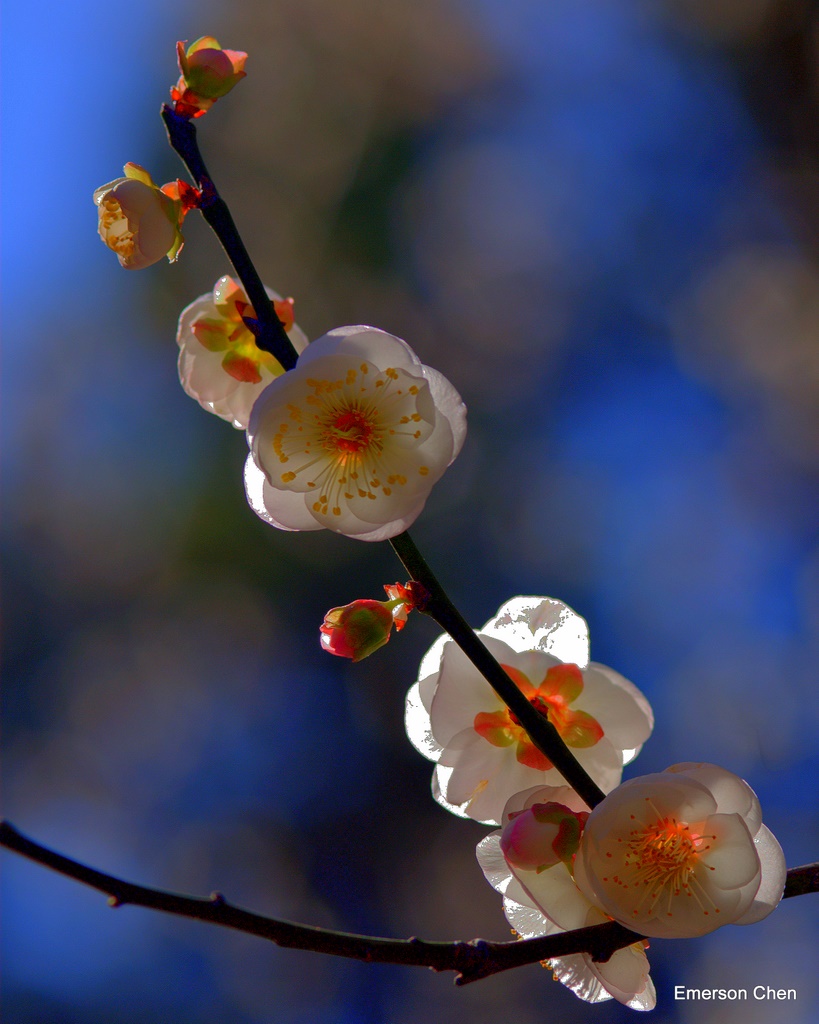 2009Plum-663-Dyn.jpg