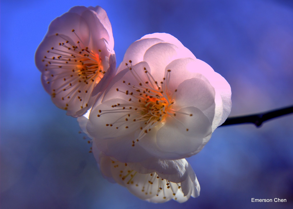 2009Plum-852.jpg