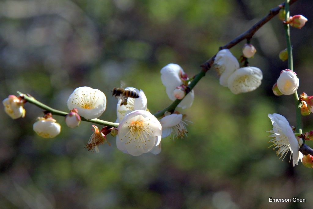 2009Plum-856.jpg