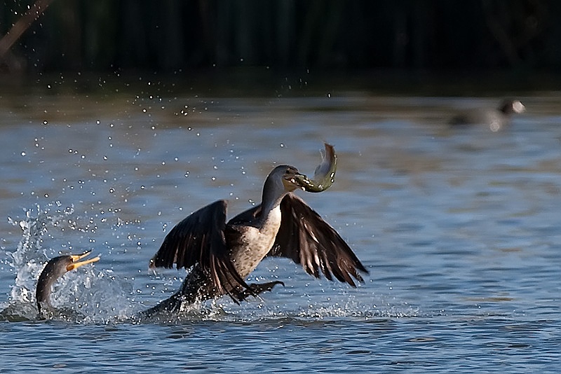 1D3_7404-1.jpg