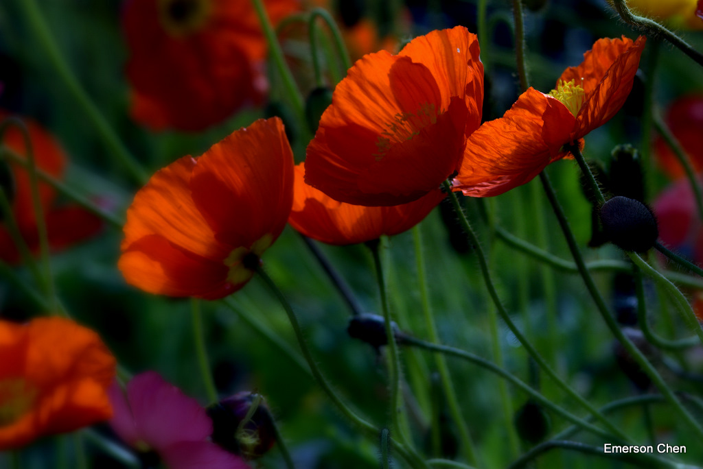 Poppy-14.jpg