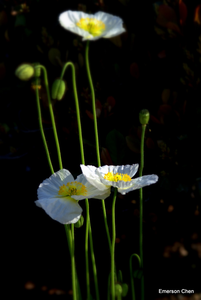 Poppy-47.jpg