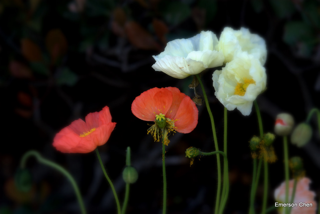 Poppy-56.jpg