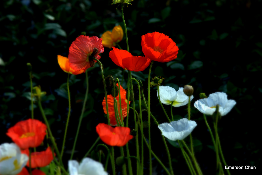 Poppy-82.jpg