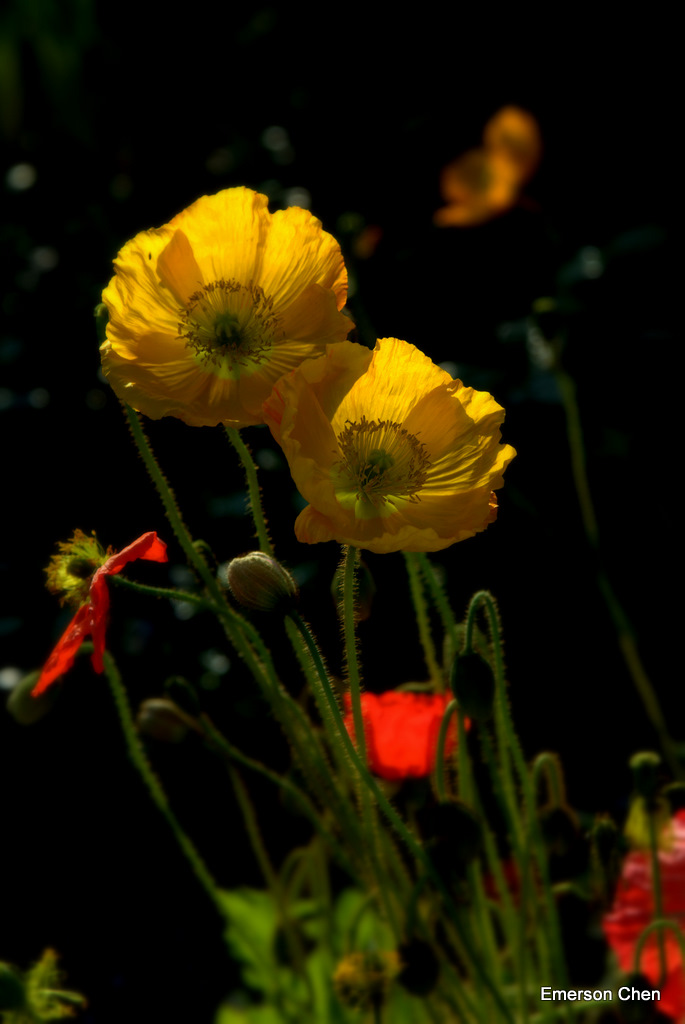 Poppy-87.jpg