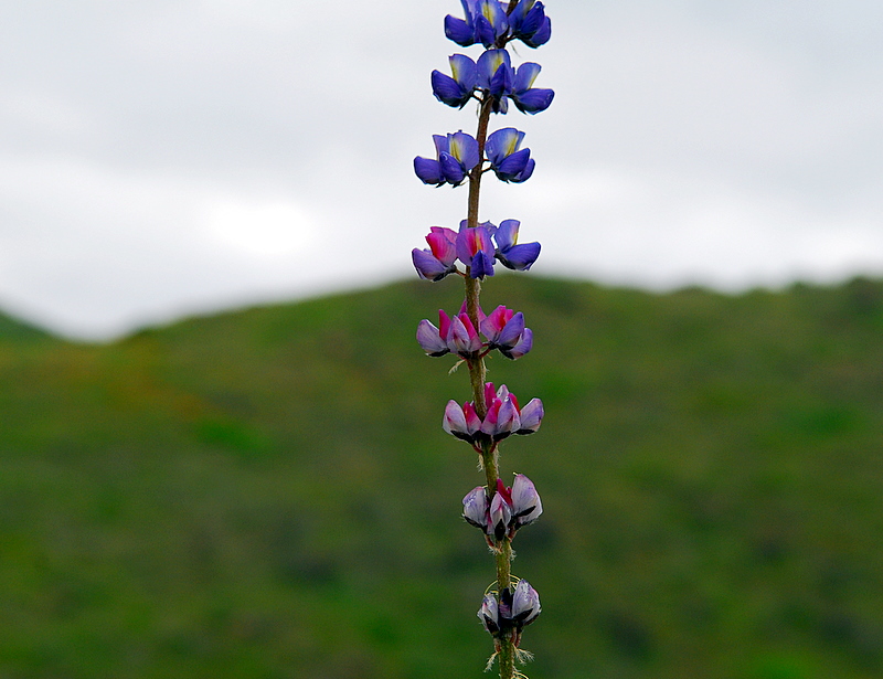 DSC_0597.JPG