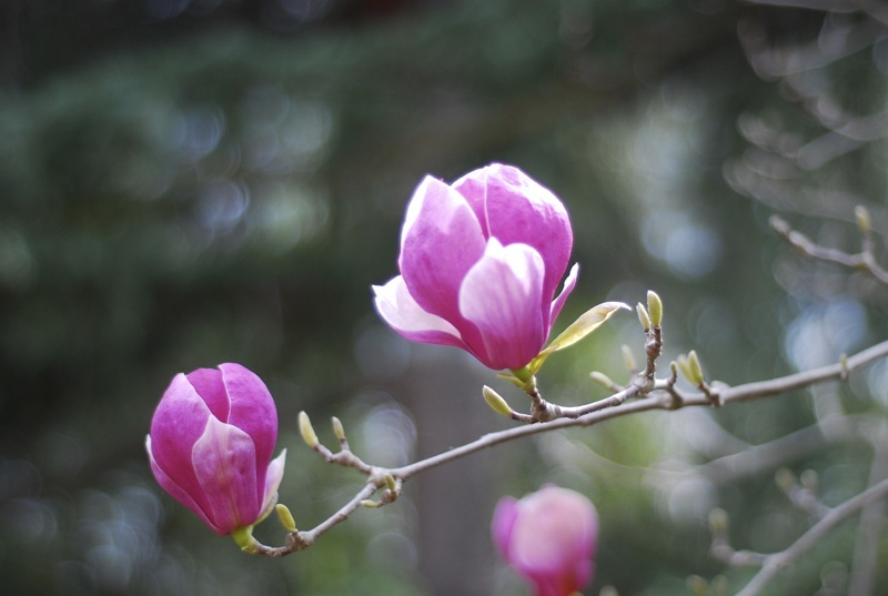 DSC_0828.jpg