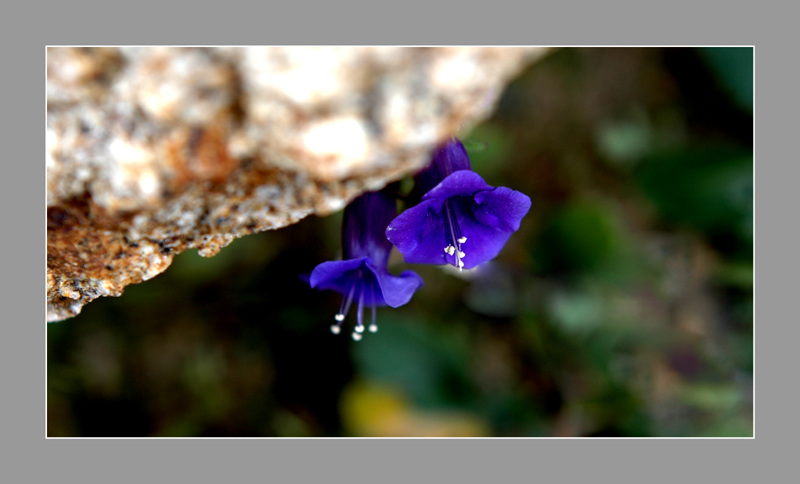 DSC_0979.jpg