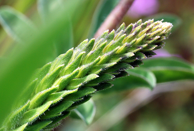 DSC_2872.JPG