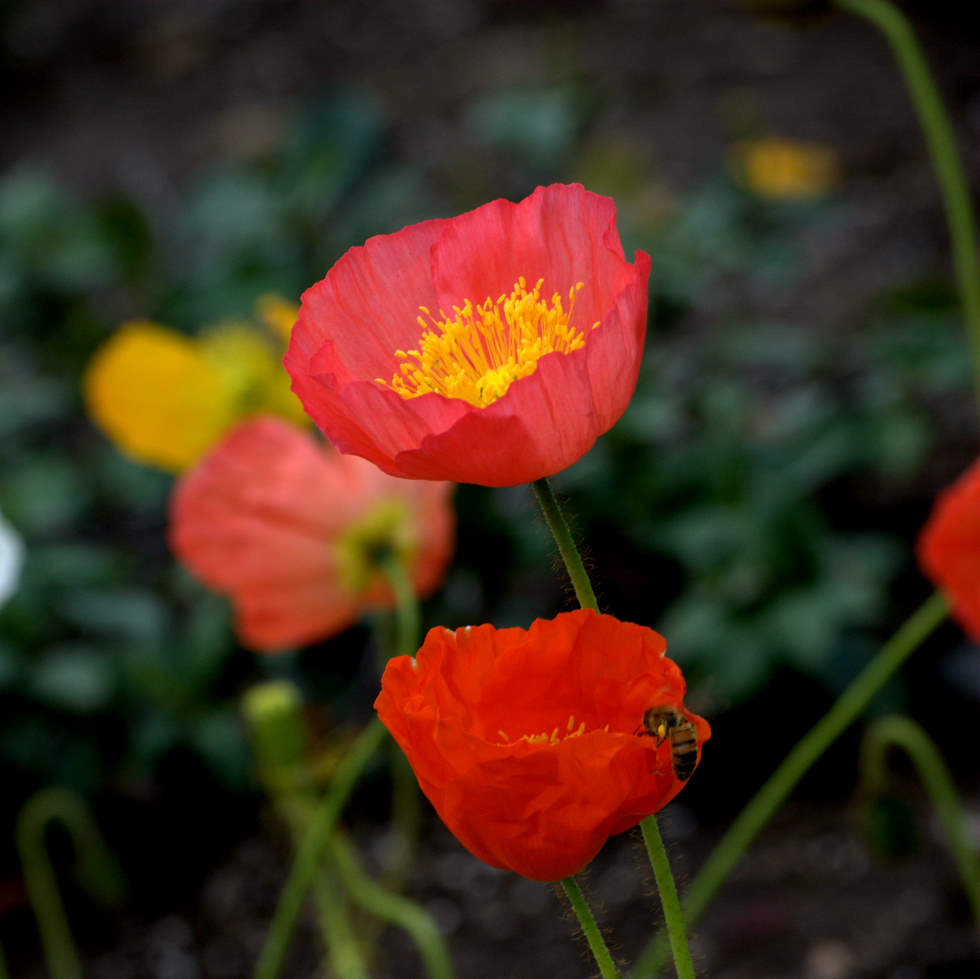 DSC_0080-2.jpg