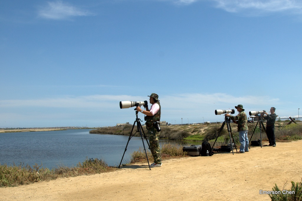 BolsaChica-Bird2-444.jpg