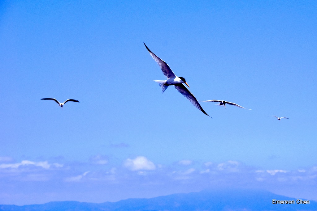 BolsaChica-Bird2-202.jpg