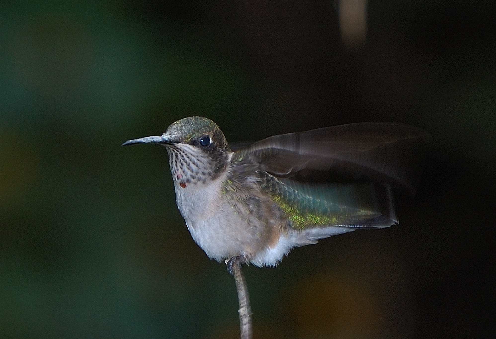 DSC_0163.jpg