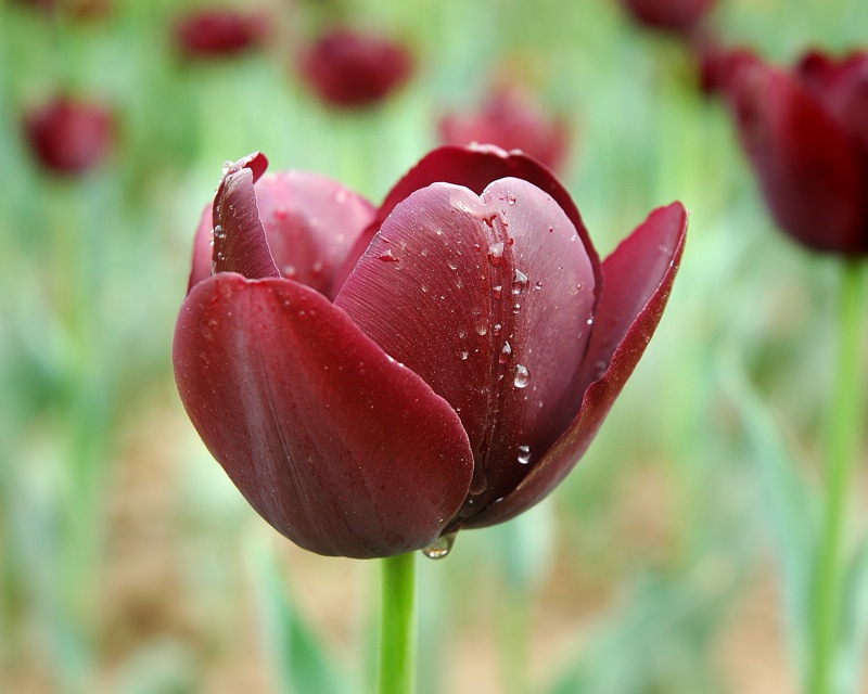 Apr11 042L.jpg