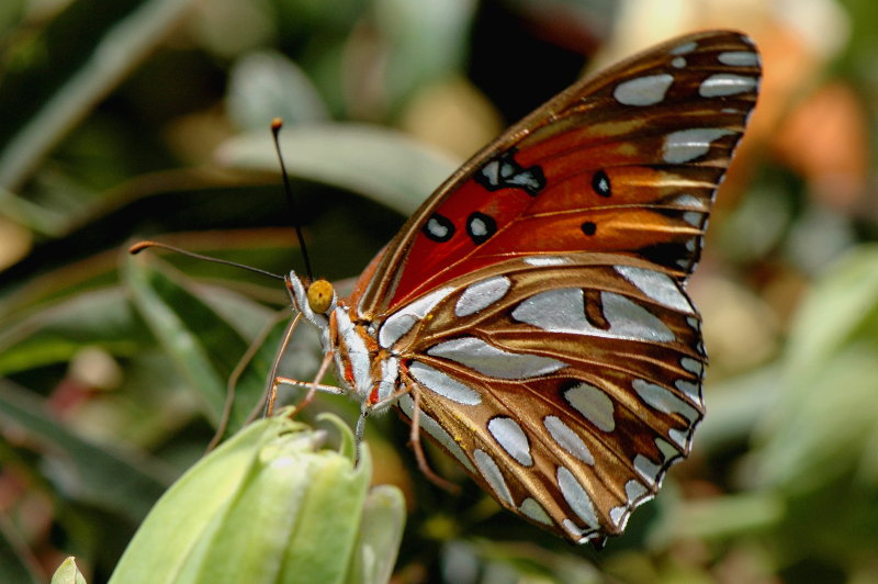 DSC_5110c.jpg