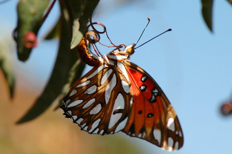 DSC_5135c.jpg