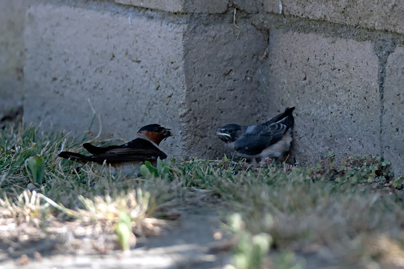 1D3_6078.jpg
