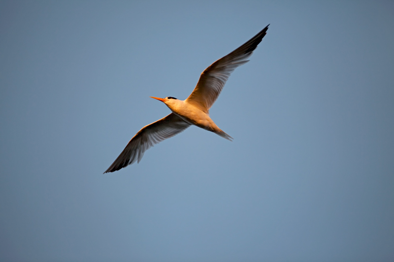IMG_7589.jpg