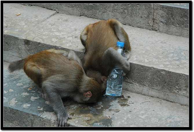 monkey1.jpg