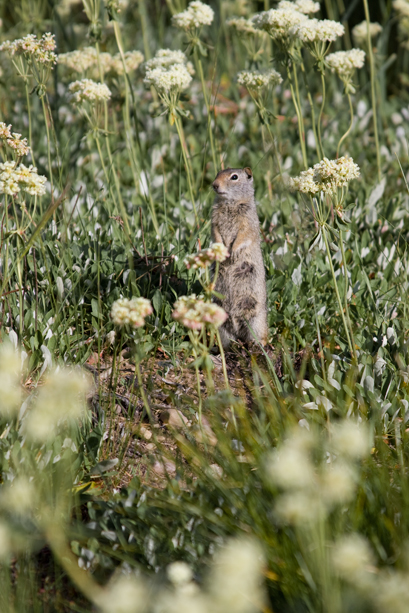 z_9491_animal.jpg