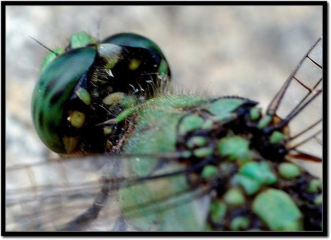 dragon fly2.jpg