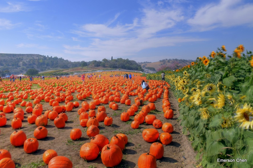 Pumpkin_1-14.JPG
