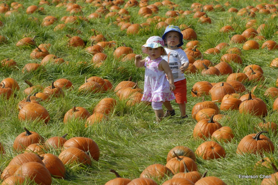 Pumpkin_1-44.JPG