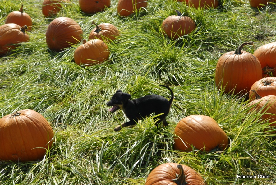 Pumpkin_1-94.JPG