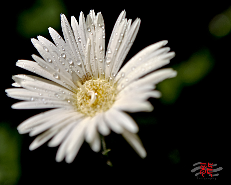 IMG_9671.jpg