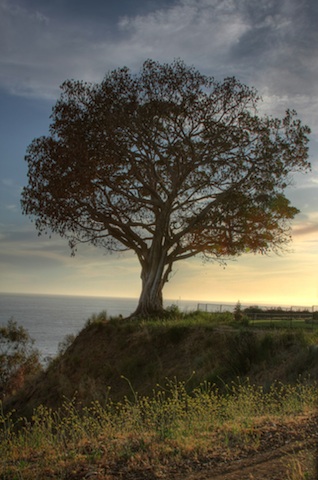 IMG_4224_5_6_tonemapped.jpg