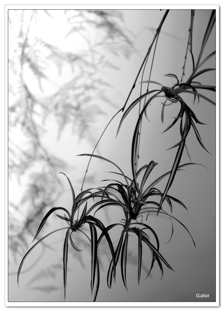 two friends_bw.jpg