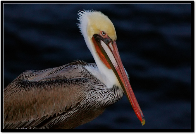 pelican.jpg