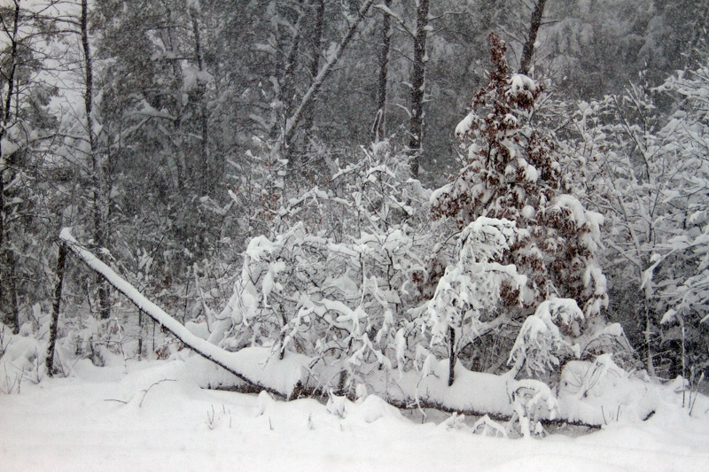 IMG_6450.jpg