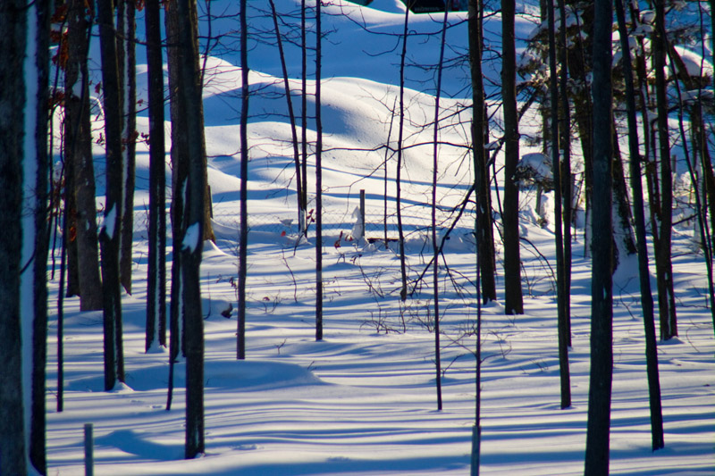 IMG_6556.jpg