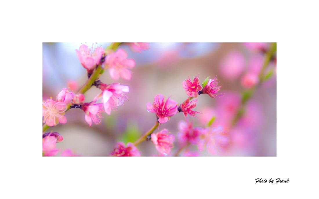 Collages19-1.jpg
