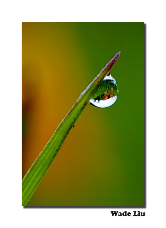 tiny drop.jpg