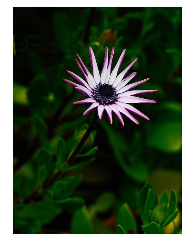 wild flower3.jpg