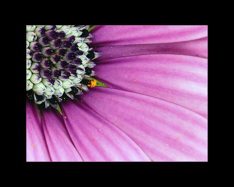 wild flower4.jpg