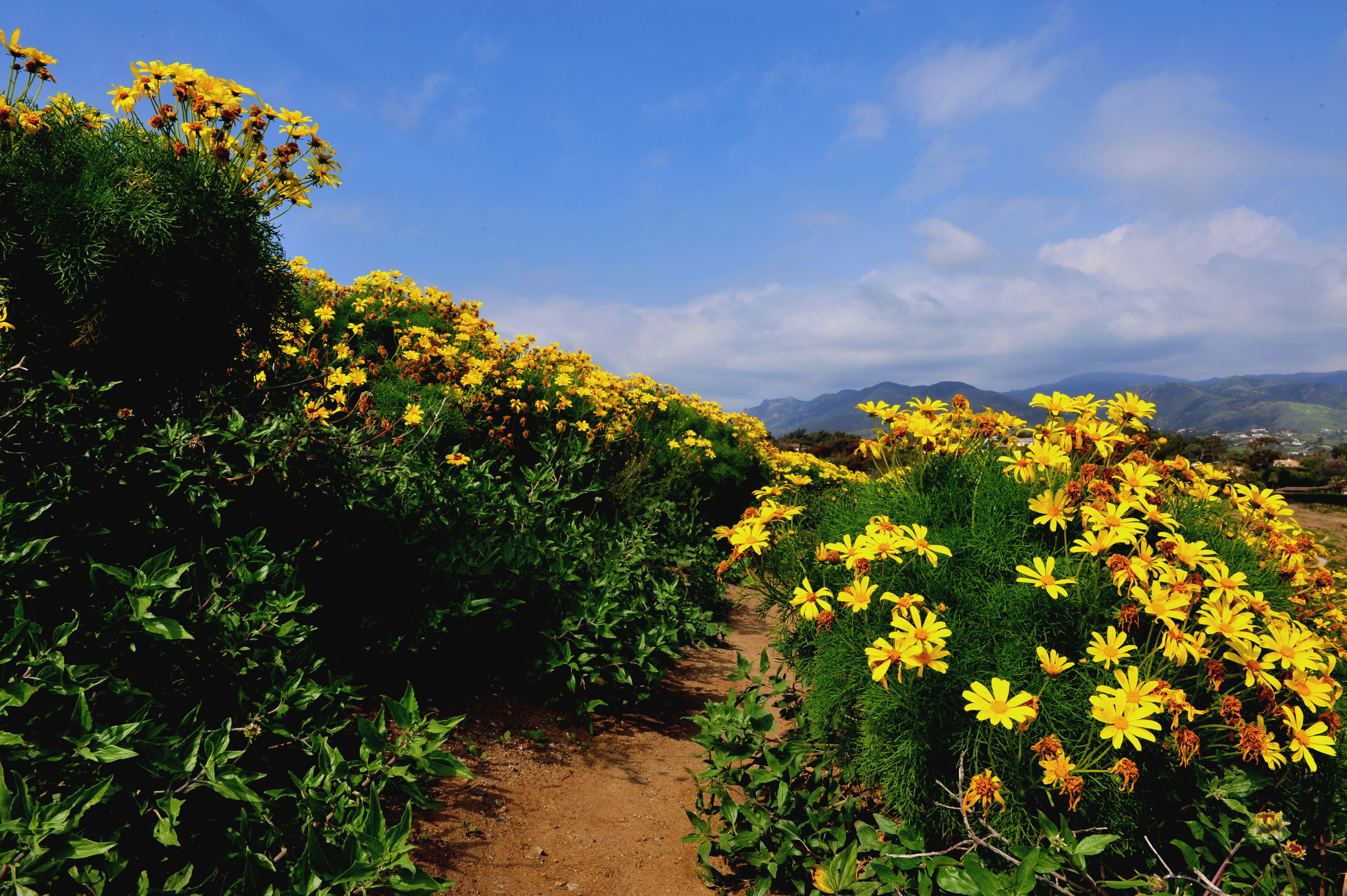 DSC_4782c.jpg