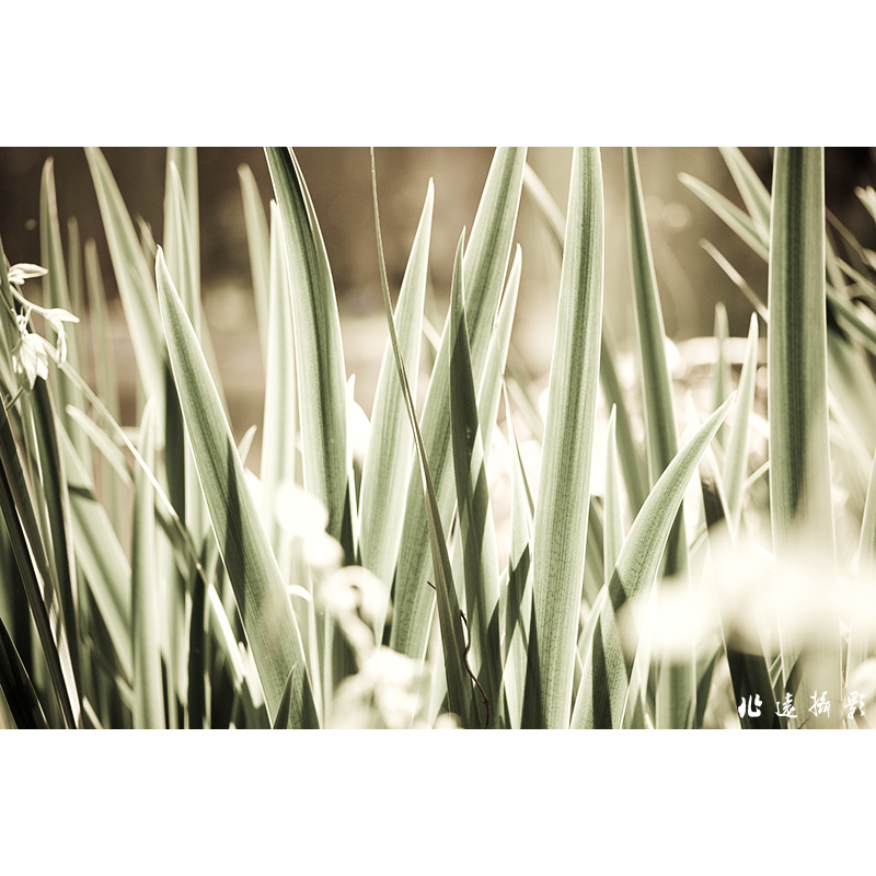 _RPS4907-small.jpg