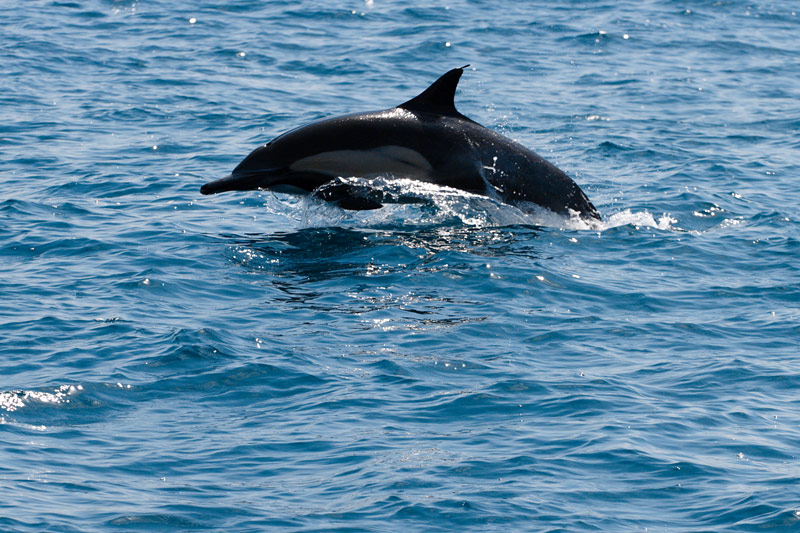 dolphin1.jpg