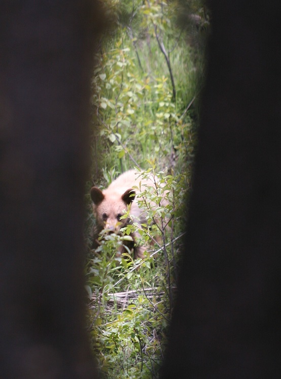 Baby Brown Bear.jpg