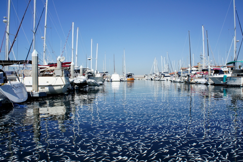 DSC01436c.jpg