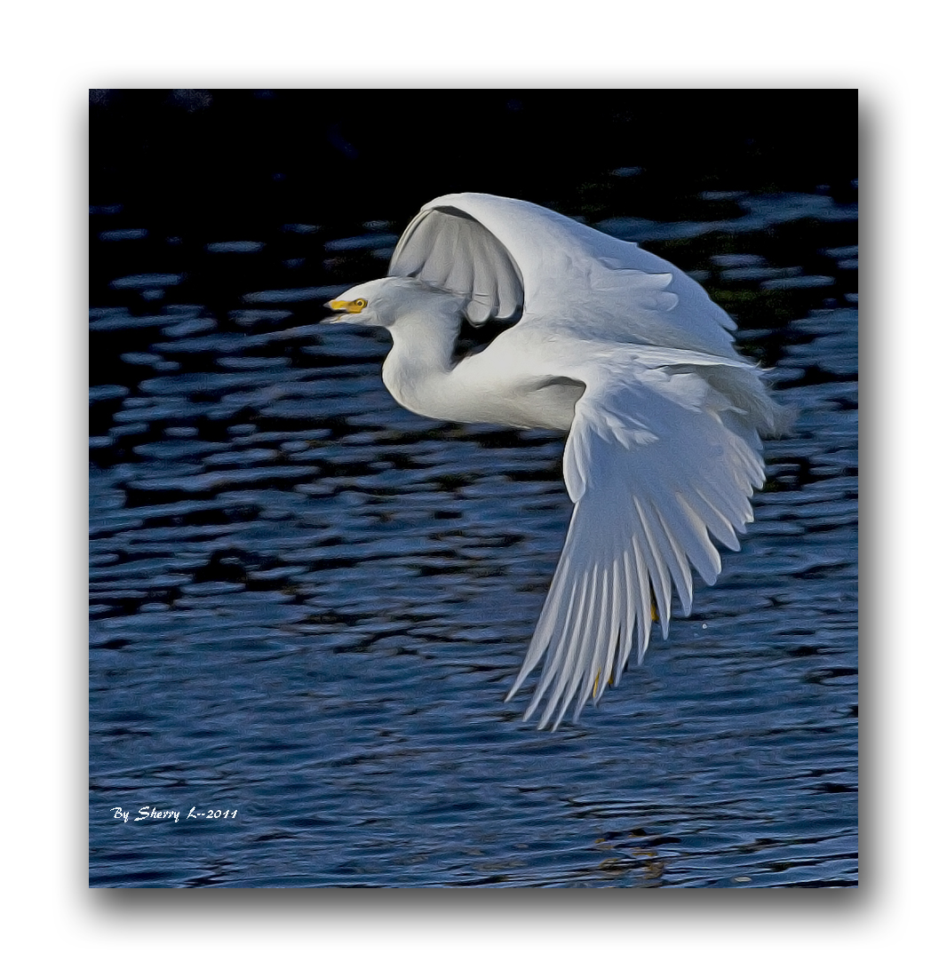 bird02 174b.jpg
