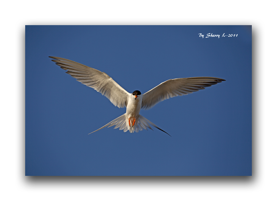 bird02 239b.jpg
